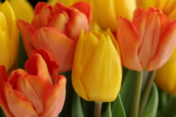 TULIPANY | Zdjęcie przedstawia pomarańczowe i żółte tulipany