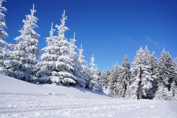 Zima | Choinki oprószone śniegiem, śnieg, błękitne niebo