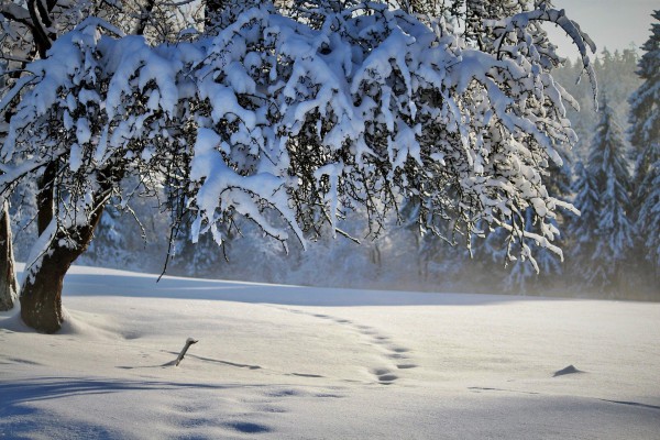 KRAJOBRAZ | Zdjęcie przedstawia drzewo oproszone śniegiem, na ziemi znajduje się duża warstwa śniegu 