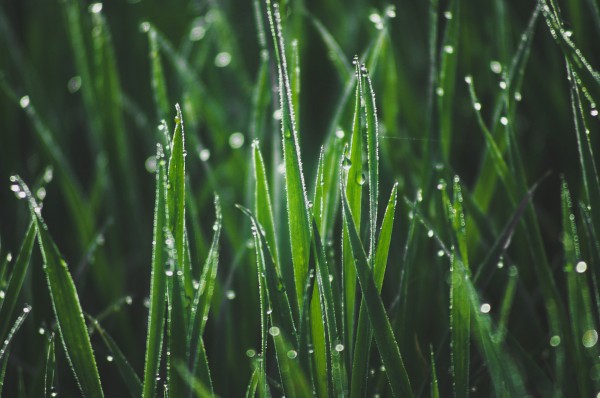 Trawa | Zdjęcie przedstawia zieloną trawę na której znajdują się krople rosy.
